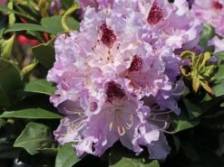 Rhododendron 'Blue Peter' -Günstiges Erd Seele Geschäft rhododendron blue peter m002318 w 0