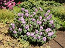 Rhododendron 'Blue Peter' -Günstiges Erd Seele Geschäft rhododendron blue peter m002318 w 1