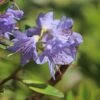 Rhododendron 'Blue Tit Magor'