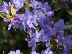 Rhododendron 'Blue Tit Magor' -Günstiges Erd Seele Geschäft rhododendron blue tit magor m002386 w 0