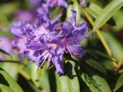 Rhododendron 'Blue Tit Magor' -Günstiges Erd Seele Geschäft rhododendron blue tit magor m002386 w 2