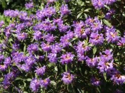 Rhododendron 'Blue Tit Magor' -Günstiges Erd Seele Geschäft rhododendron blue tit magor m002386 w 3