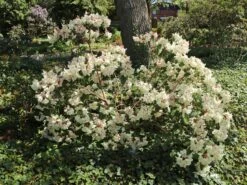 Rhododendron 'Blueshine Girl' 9 Rhododendron 'Blueshine Girl' -Günstiges Erd Seele Geschäft rhododendron blueshine girl m003654 w 0