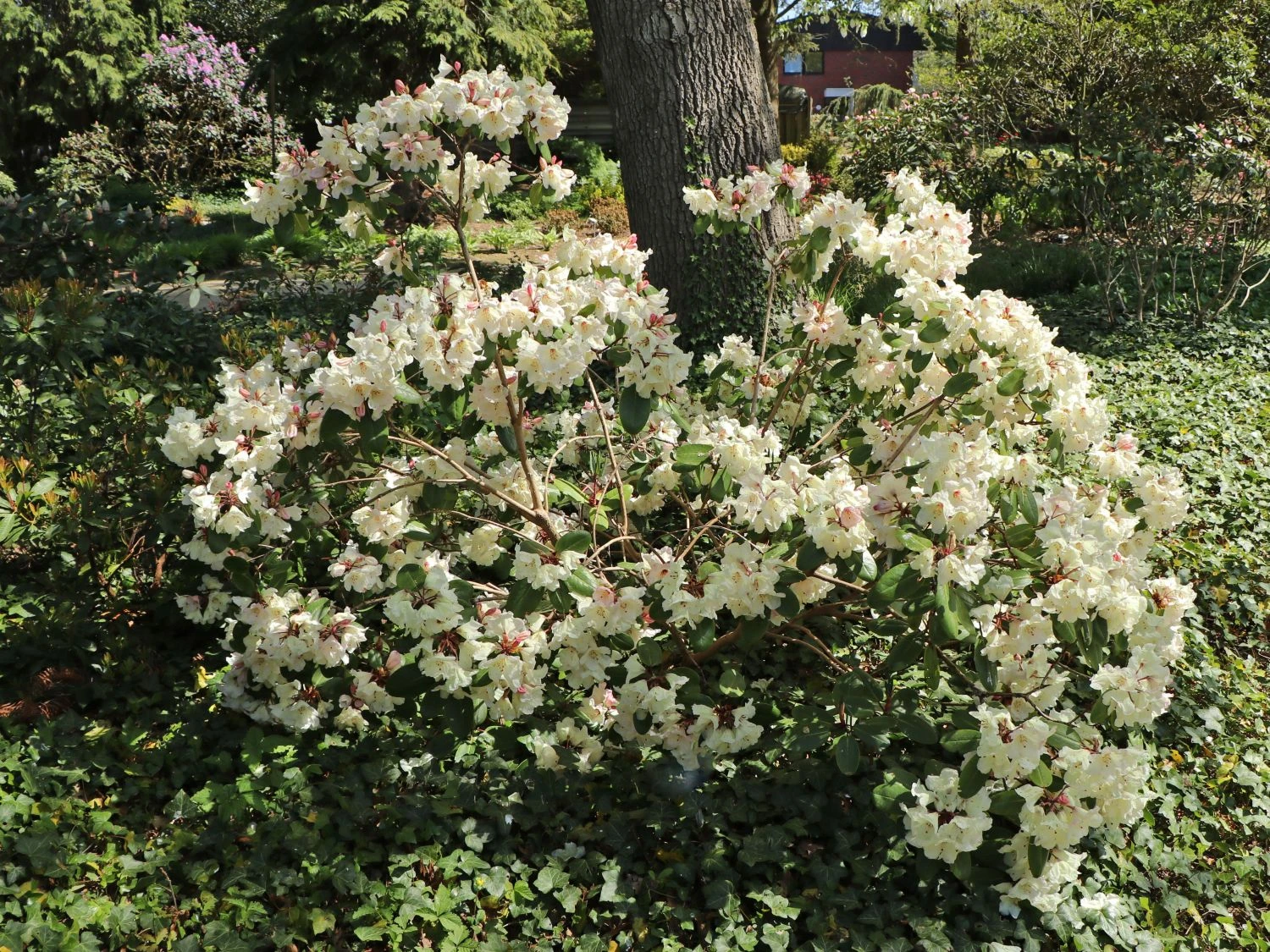 Rhododendron 'Blueshine Girl' 6 Rhododendron 'Blueshine Girl' – Bild 4