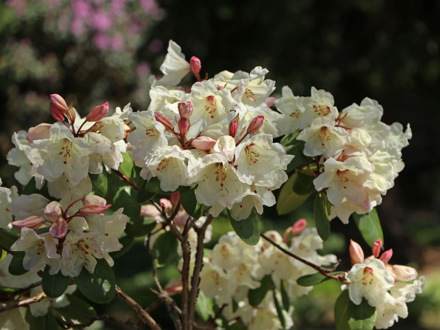Rhododendron 'Blueshine Girl' 4 Rhododendron 'Blueshine Girl' – Bild 2
