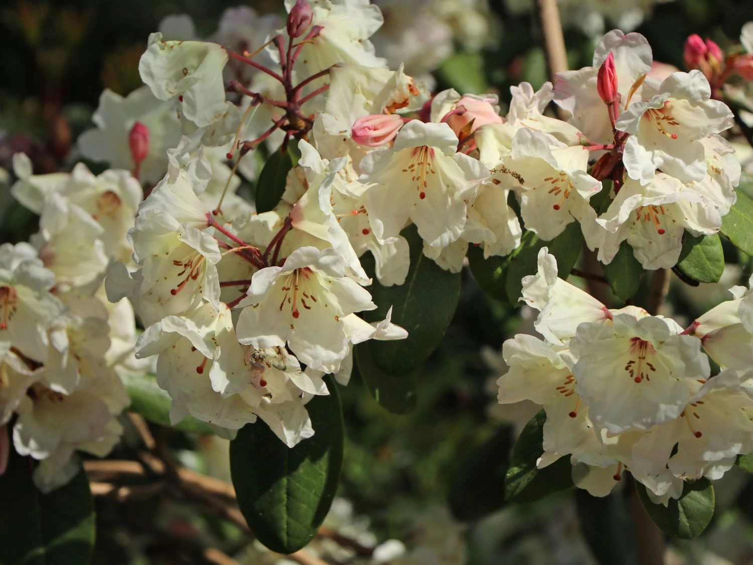Rhododendron 'Blueshine Girl' 5 Rhododendron 'Blueshine Girl' – Bild 3