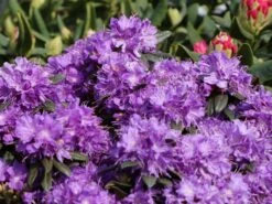 Rhododendron 'Blumiria' 9 Rhododendron 'Blumiria' -Günstiges Erd Seele Geschäft rhododendron blumiria m007811 w 1