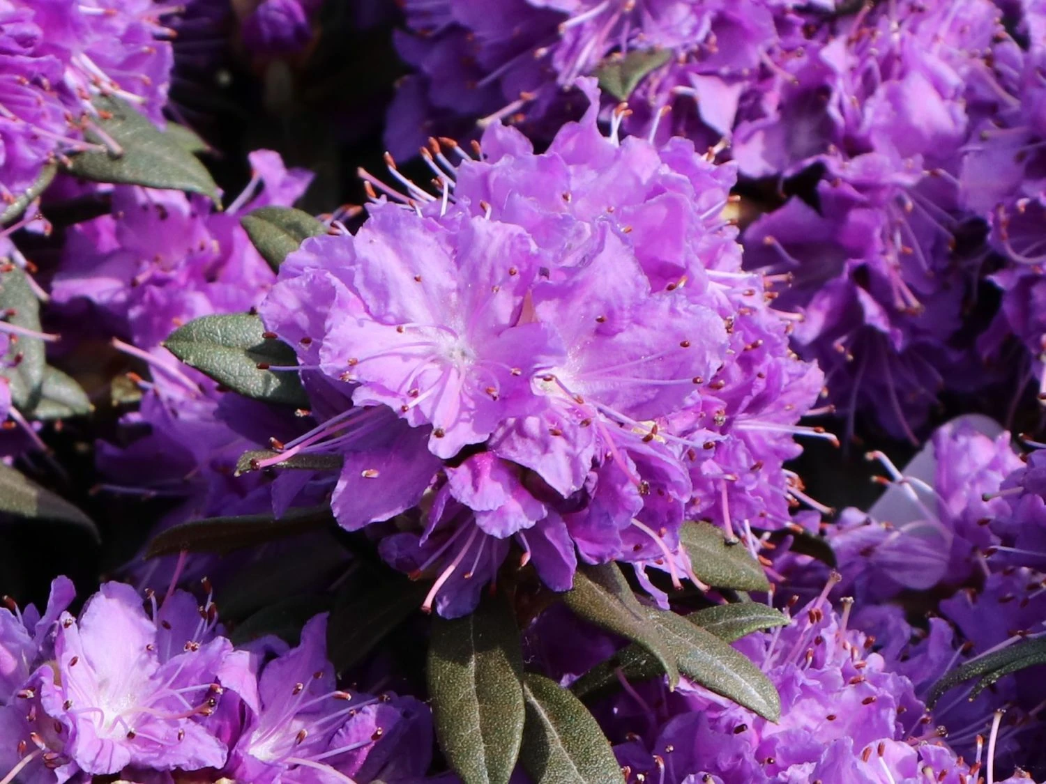Rhododendron 'Blumiria' 5 Rhododendron 'Blumiria' – Bild 3