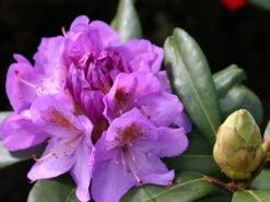 Rhododendron 'Blutopia'