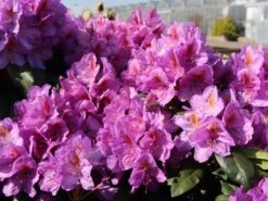 Rhododendron 'Blutopia' -Günstiges Erd Seele Geschäft rhododendron blutopia m003294 w 1