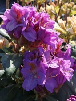 Rhododendron 'Blutopia' -Günstiges Erd Seele Geschäft rhododendron blutopia m003294 w 3