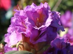 Rhododendron 'Blutopia' -Günstiges Erd Seele Geschäft rhododendron blutopia m003294 w 4