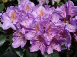 Rhododendron 'Blutopia' -Günstiges Erd Seele Geschäft rhododendron blutopia m003294 w 5