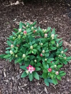 Rhododendron 'Brasilia' -Günstiges Erd Seele Geschäft rhododendron brasilia m002316 1524419 0