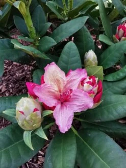 Rhododendron 'Brasilia' -Günstiges Erd Seele Geschäft rhododendron brasilia m002316 1524419 1