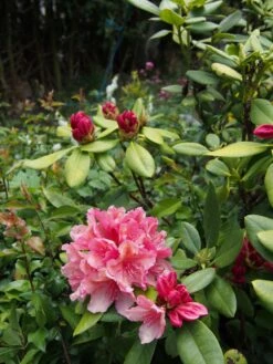 Rhododendron 'Brasilia' -Günstiges Erd Seele Geschäft rhododendron brasilia m002316 668426 0