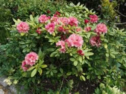 Rhododendron 'Brasilia' -Günstiges Erd Seele Geschäft rhododendron brasilia m002316 668426 1