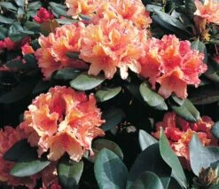 Rhododendron 'Brasilia' -Günstiges Erd Seele Geschäft rhododendron brasilia m002316 676001 0