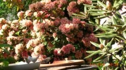 Rhododendron 'Brasilia' -Günstiges Erd Seele Geschäft rhododendron brasilia m002316 676001 1