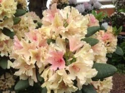 Rhododendron 'Brasilia' -Günstiges Erd Seele Geschäft rhododendron brasilia m002316 676001 2