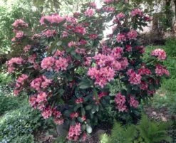 Rhododendron 'Brasilia' -Günstiges Erd Seele Geschäft rhododendron brasilia m002316 676001 3