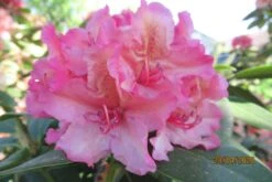 Rhododendron 'Brasilia' -Günstiges Erd Seele Geschäft rhododendron brasilia m002316 676001 4