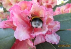 Rhododendron 'Brasilia' -Günstiges Erd Seele Geschäft rhododendron brasilia m002316 676001 5