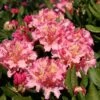 Rhododendron 'Brasilia' 2 Rhododendron 'Brasilia' -Günstiges Erd Seele Geschäft rhododendron brasilia m002316 h 0