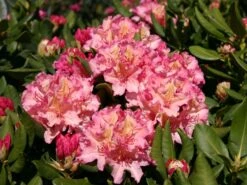 Rhododendron 'Brasilia'