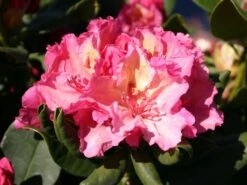 Rhododendron 'Brasilia' -Günstiges Erd Seele Geschäft rhododendron brasilia m002316 w 0