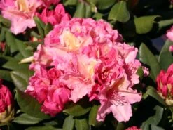 Rhododendron 'Brasilia' -Günstiges Erd Seele Geschäft rhododendron brasilia m002316 w 1