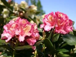 Rhododendron 'Brasilia' -Günstiges Erd Seele Geschäft rhododendron brasilia m002316 w 2