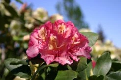 Rhododendron 'Brasilia' -Günstiges Erd Seele Geschäft rhododendron brasilia m002316 w 4