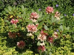 Rhododendron 'Brasilia' -Günstiges Erd Seele Geschäft rhododendron brasilia m002316 w 5