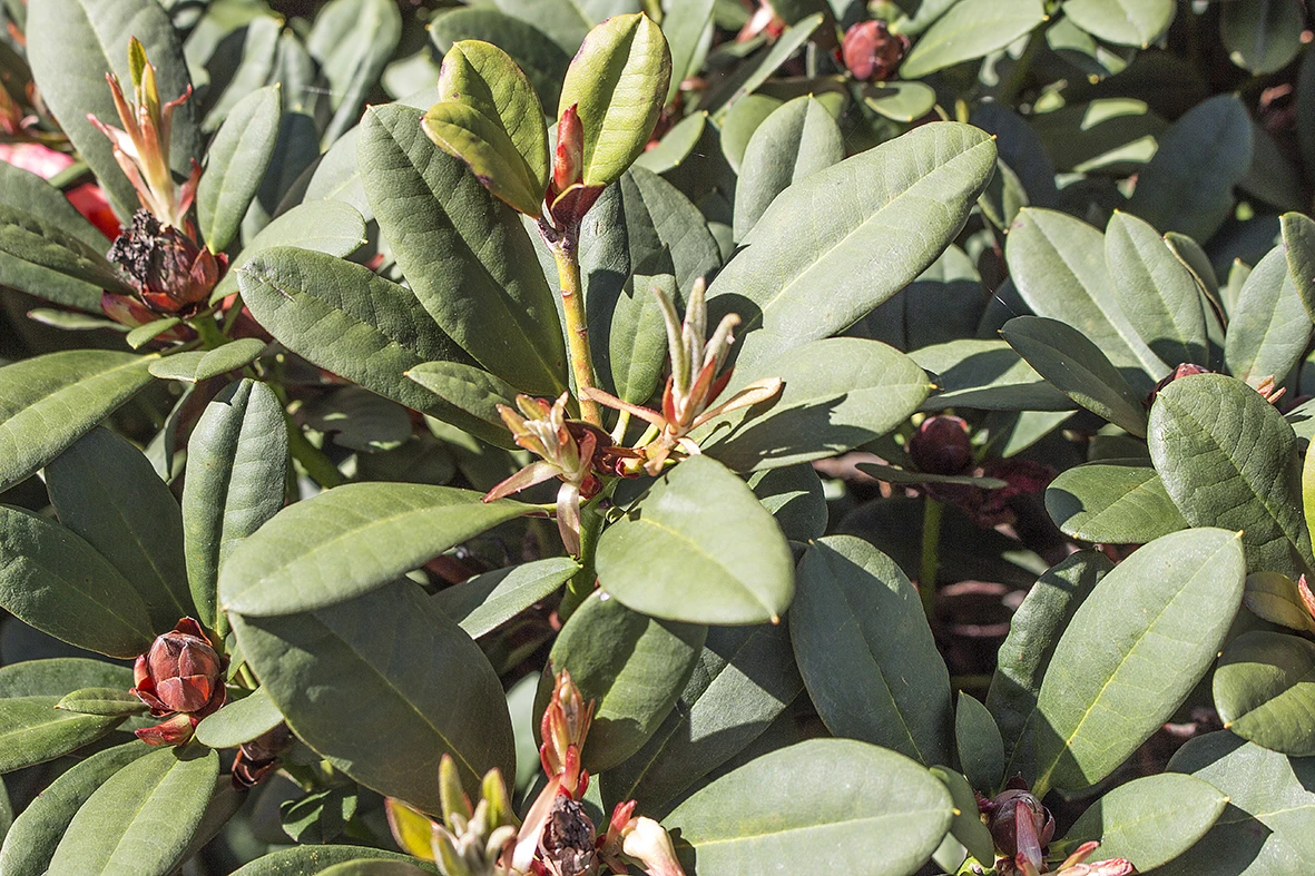 Rhododendron 'Burletta' 6 Rhododendron 'Burletta' – Bild 4