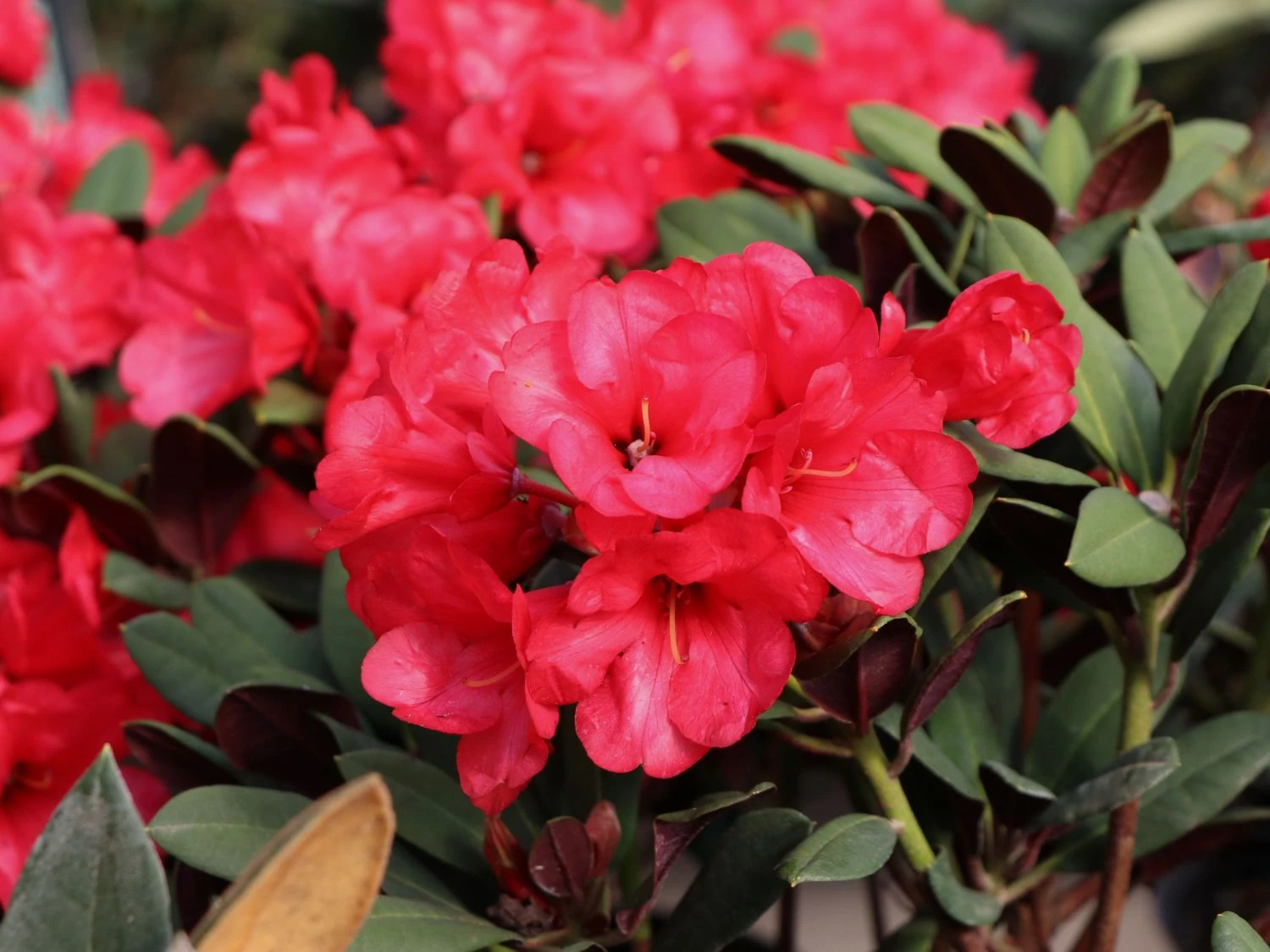 Rhododendron 'Burletta' 5 Rhododendron 'Burletta' – Bild 3