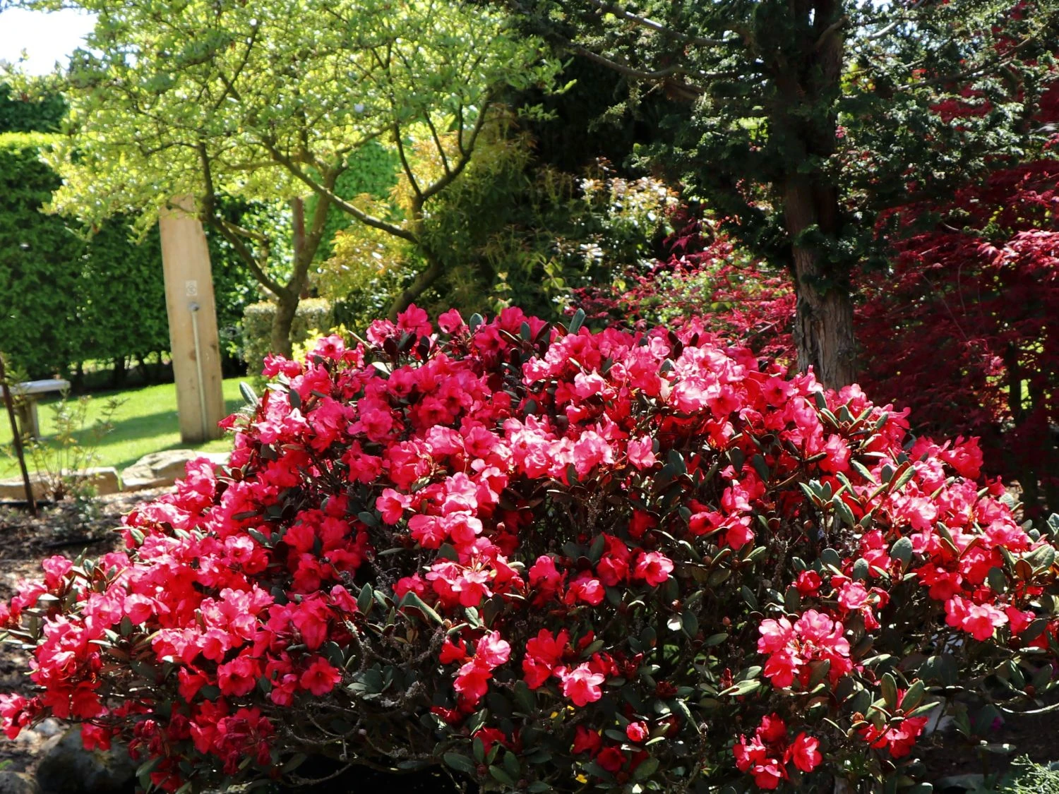 Rhododendron 'Burletta' 7 Rhododendron 'Burletta' – Bild 5