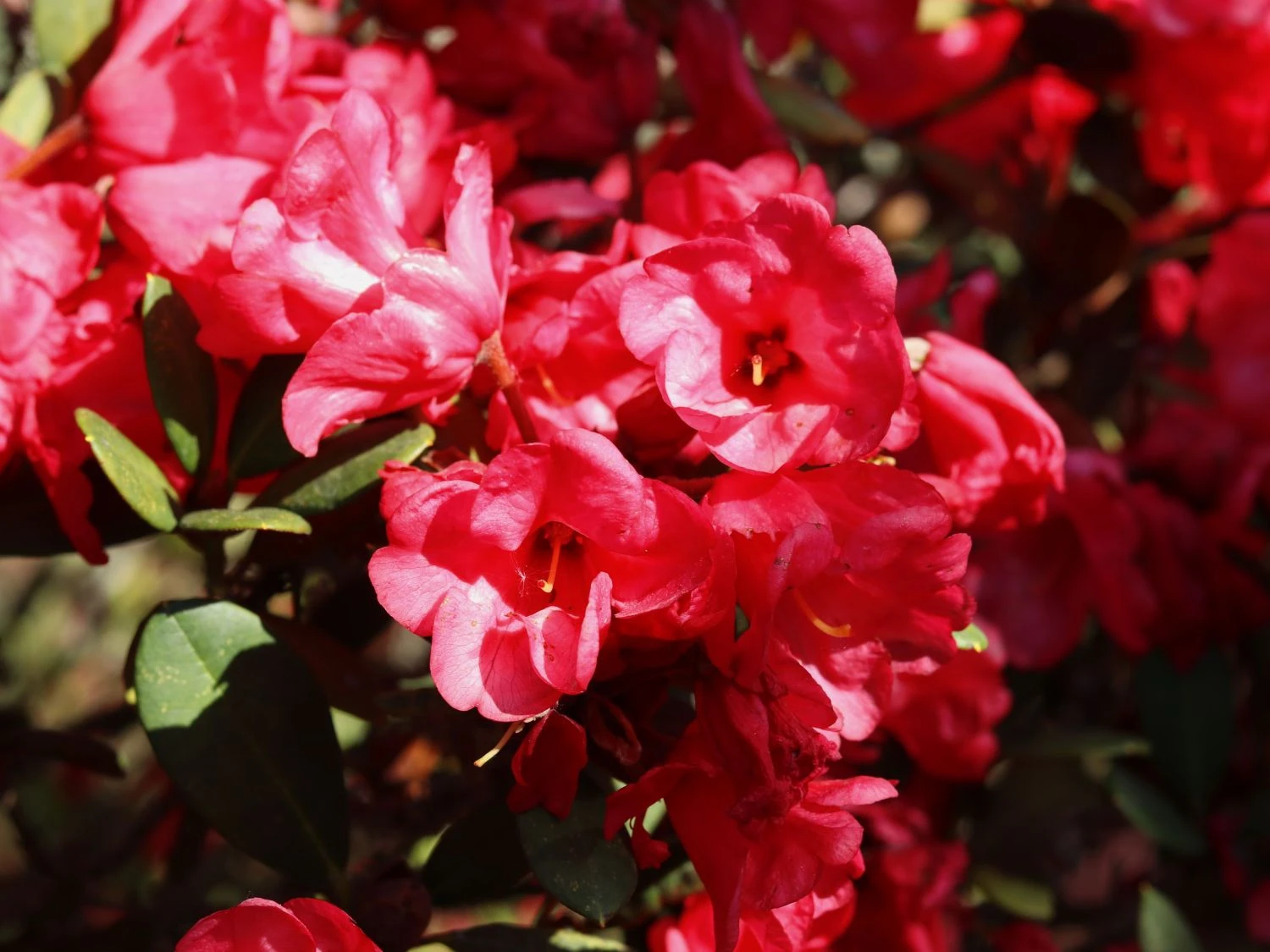 Rhododendron 'Burletta' 4 Rhododendron 'Burletta' – Bild 2