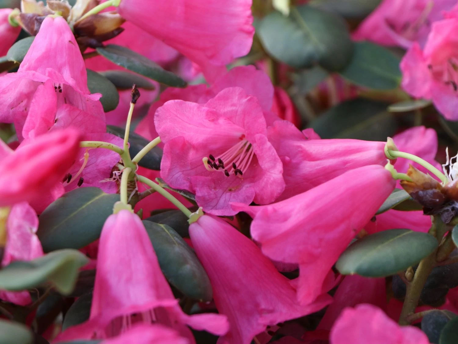 Rhododendron Callimorphum 4 Rhododendron Callimorphum – Bild 2