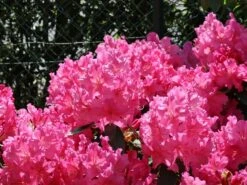 Rhododendron 'Caruso' ®