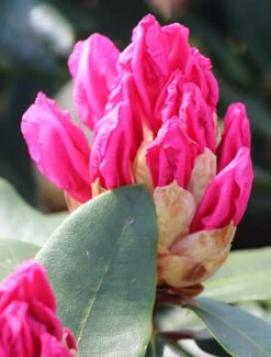 Rhododendron 'Caruso' ® -Günstiges Erd Seele Geschäft rhododendron caruso m003666 w 0