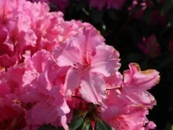 Rhododendron 'Caruso' ® -Günstiges Erd Seele Geschäft rhododendron caruso m003666 w 10