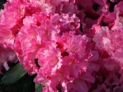 Rhododendron 'Caruso' ® -Günstiges Erd Seele Geschäft rhododendron caruso m003666 w 11