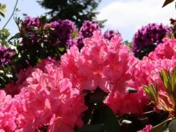 Rhododendron 'Caruso' ® -Günstiges Erd Seele Geschäft rhododendron caruso m003666 w 3