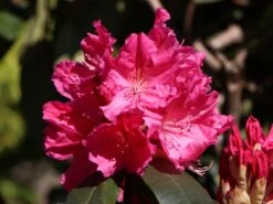 Rhododendron 'Caruso' ® -Günstiges Erd Seele Geschäft rhododendron caruso m003666 w 5