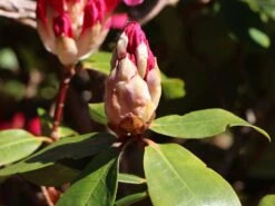 Rhododendron 'Caruso' ® -Günstiges Erd Seele Geschäft rhododendron caruso m003666 w 6