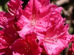 Rhododendron 'Caruso' ® -Günstiges Erd Seele Geschäft rhododendron caruso m003666 w 8