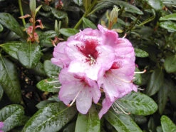Rhododendron 'Cassata'