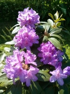 Rhododendron 'Catawbiense Boursault' -Günstiges Erd Seele Geschäft rhododendron catawbiense boursault m003670 483466 0