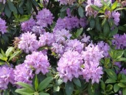 Rhododendron 'Catawbiense Boursault' -Günstiges Erd Seele Geschäft rhododendron catawbiense boursault m003670 765787 0